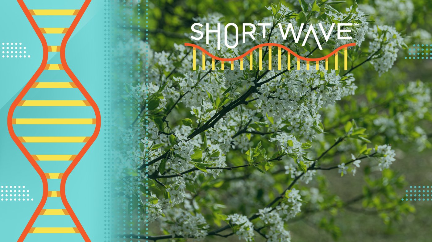 Flowers and trees are blooming earlier. Is it because of climate change? : Short Wave