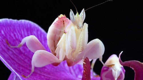 Beautiful Huntresses: Scientists Explain Why Mantises Evolved To Resemble Orchids