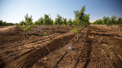 From Almonds To Rice, Climate Change Could Slash California Crop Yields By 2050