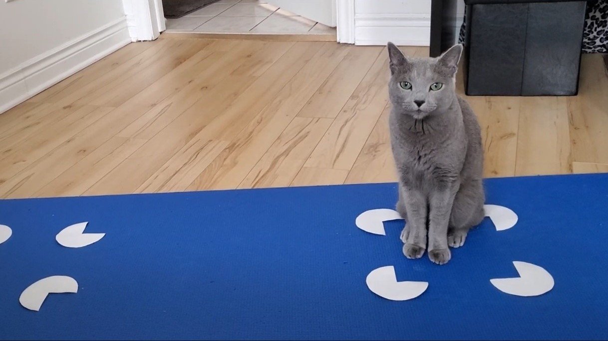 Cats Take 'If I Fits I Sits' Seriously, Even If The Space Is Just An Illusion