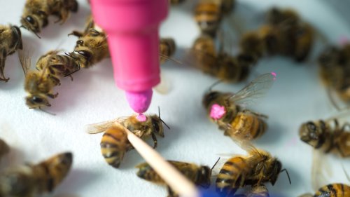 Study: Roundup Weed Killer Could Be Linked To Widespread Bee Deaths