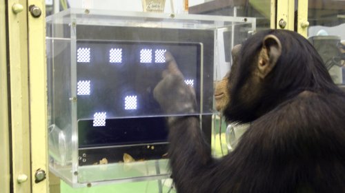 The Ultimate Animal Experience? Losing A Memory Quiz To A Chimp
