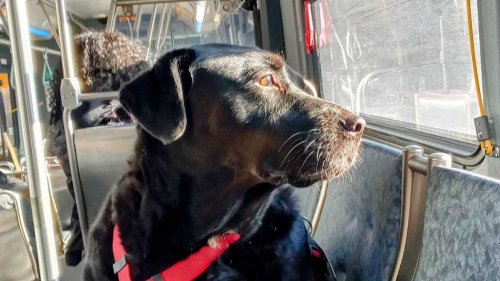 Eclipse the dog, known for riding the bus alone to the dog park, has died