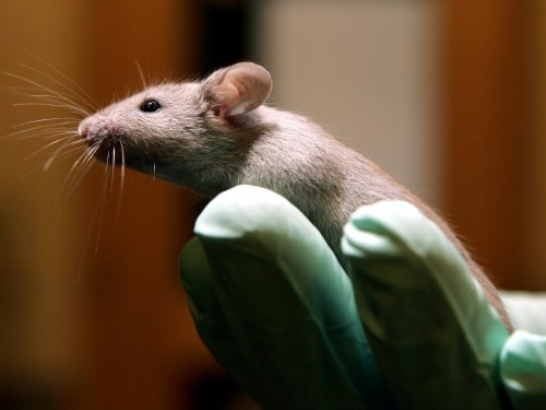 A substance found in young spinal fluid helps old mice remember