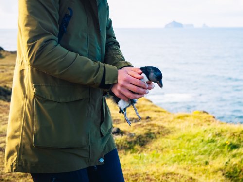 Why it's perfectly normal to see baby puffins thrown off cliffs in Iceland each year