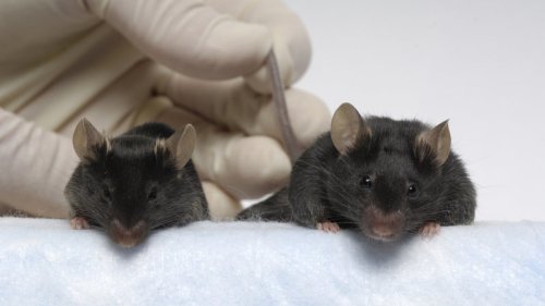 Drug That Bulked Up Mice In Space Might Someday Help Astronauts Make Long Voyages