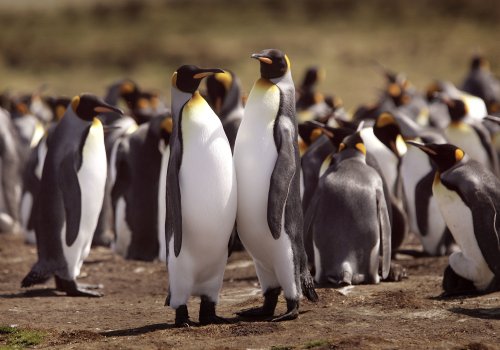 Scientists Predict King Penguins Face Major Threats Due To Climate Change