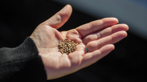 We need native seeds in order to respond to climate change, but there aren't enough