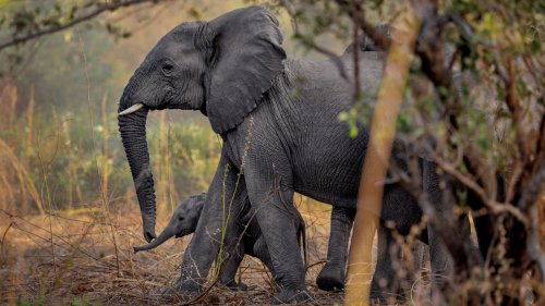 GPS Trackers In Fake Elephant Tusks Reveal Ivory Smuggling Route