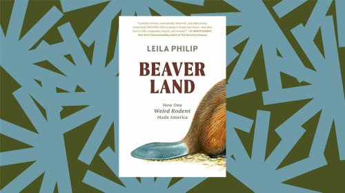 In 'Beaverland,' Leila Philip credits the beaver with building America