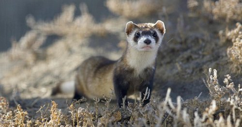 Trump Administration Hamstrings Ability to Conserve Wildlife Habitat