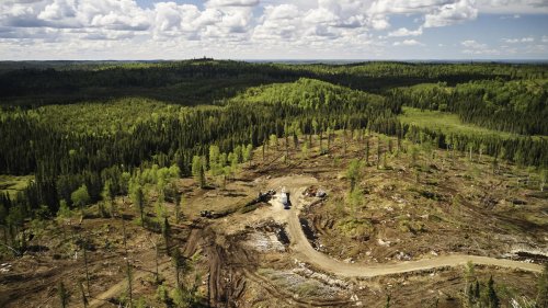 P&G’s Forest Degradation Claim Warrants SEC Scrutiny