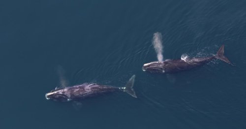 Smart Siting of Offshore Wind Protects Right Whales in Gulf of Maine