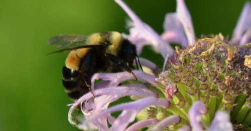 Pollinators Notch Big Wins in Minnesota