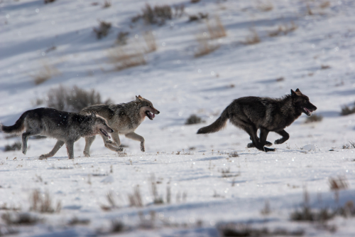 USFWS Agrees: Threats to N. Rockies Wolves Deserve Attention