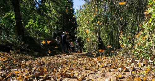 For a Family in Mexico, a Mission to Protect Monarchs