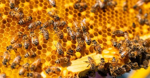 Neonicotinoids 101: The Effects on Humans and Bees