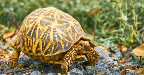 Extinction Threatens More than Half of the World’s Turtles and Tortoises