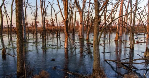 Closing the Gap to Protect Illinois Wetlands