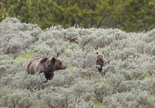 Fish and Wildlife Service to Review Grizzly Bear Protections