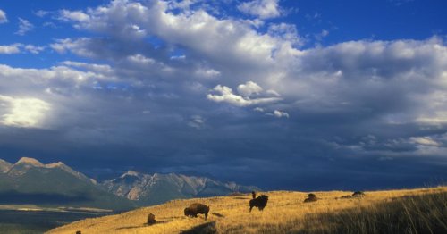A Clear Path for the National Bison Range