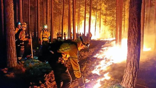 Waldbrand in Deutschland: Waldbrandstufen, Bußgelder & Co.