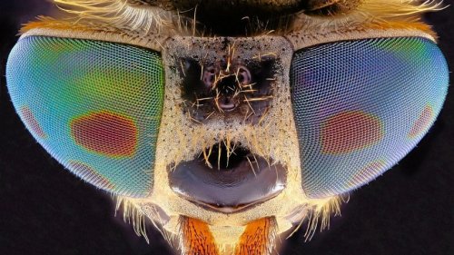 Ausstellung in Kleve bietet detaillierte Insekten-Aufnahmen
