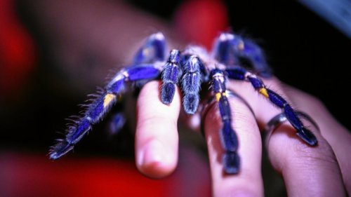 Tierliebe statt Ekel: Essener lebt mit Hunderten Spinnen