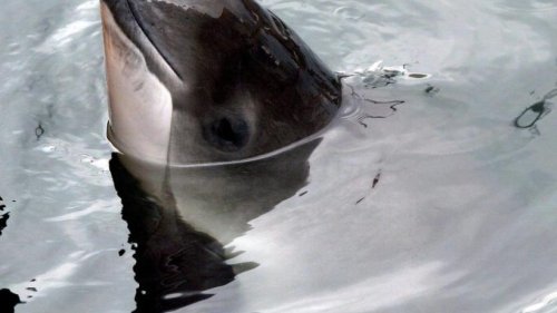 Schweinswale bei Munitionssprengungen oft tödlich verletzt