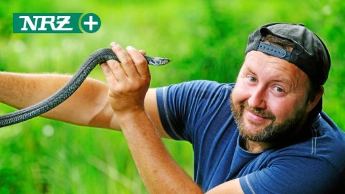 Schlange frisst Kröte in Essen: Das sagt der Experte