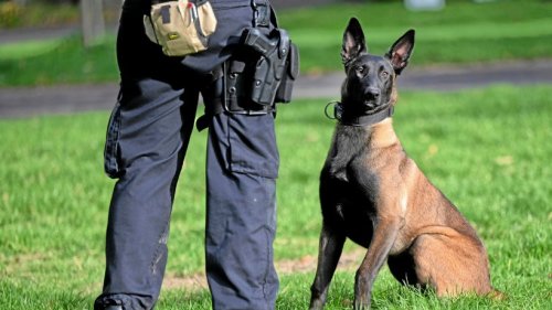 Düsseldorf: Hund fasst Einbrecher in Mercedes-Niederlassung