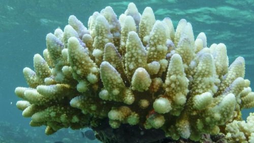 Great Barrier Reef von neuer Massenbleiche betroffen