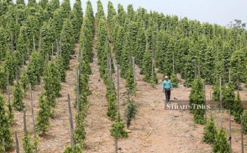 Malaysian pepper exports surge 24pc on strong global demand