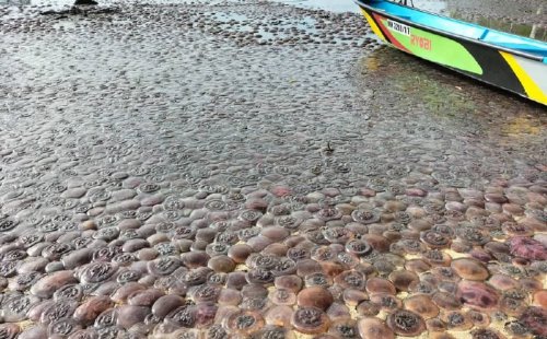 Rise in sea temperature possible cause of jellyfish stranding in KK