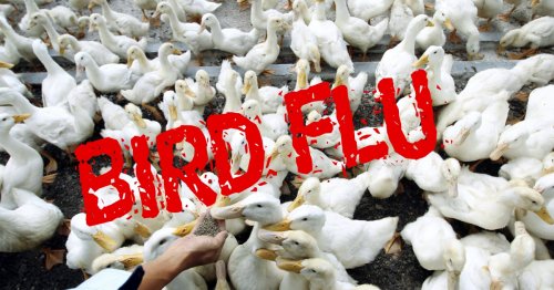 S.Korea confirms H5N6 bird flu at duck farm, raises bird flu alert level