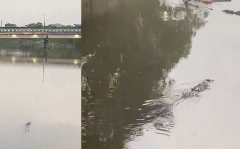 Croc warning signs to be placed near Masjid Jamek [WATCH]