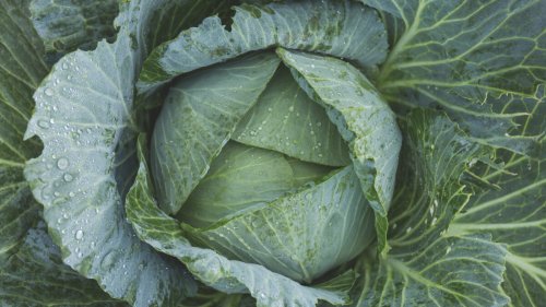 Cabbage Leaf Wraps for Arthritic Knees | NutritionFacts.org