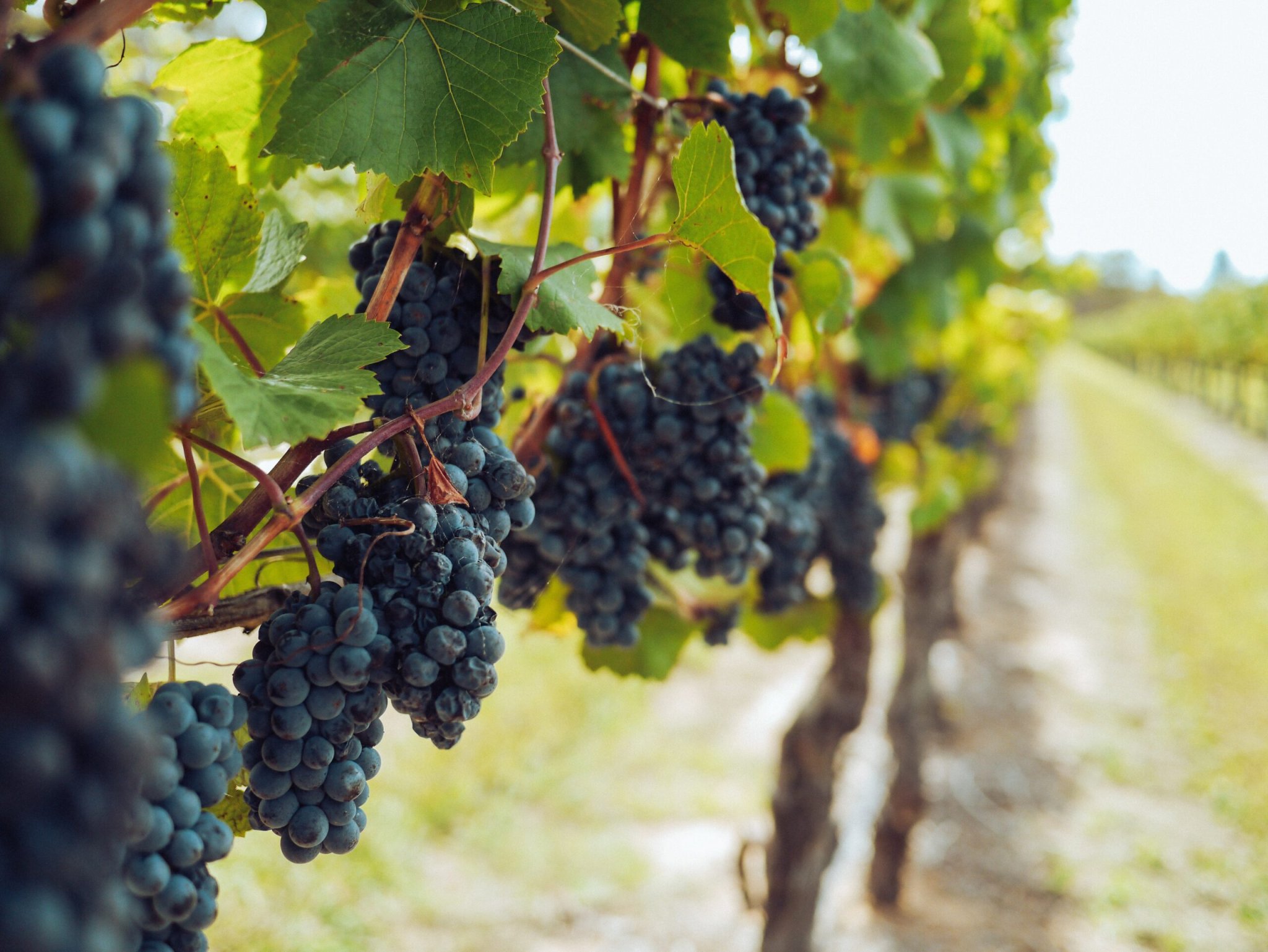 Canadian Pinot Noirs With Cachet and Quality