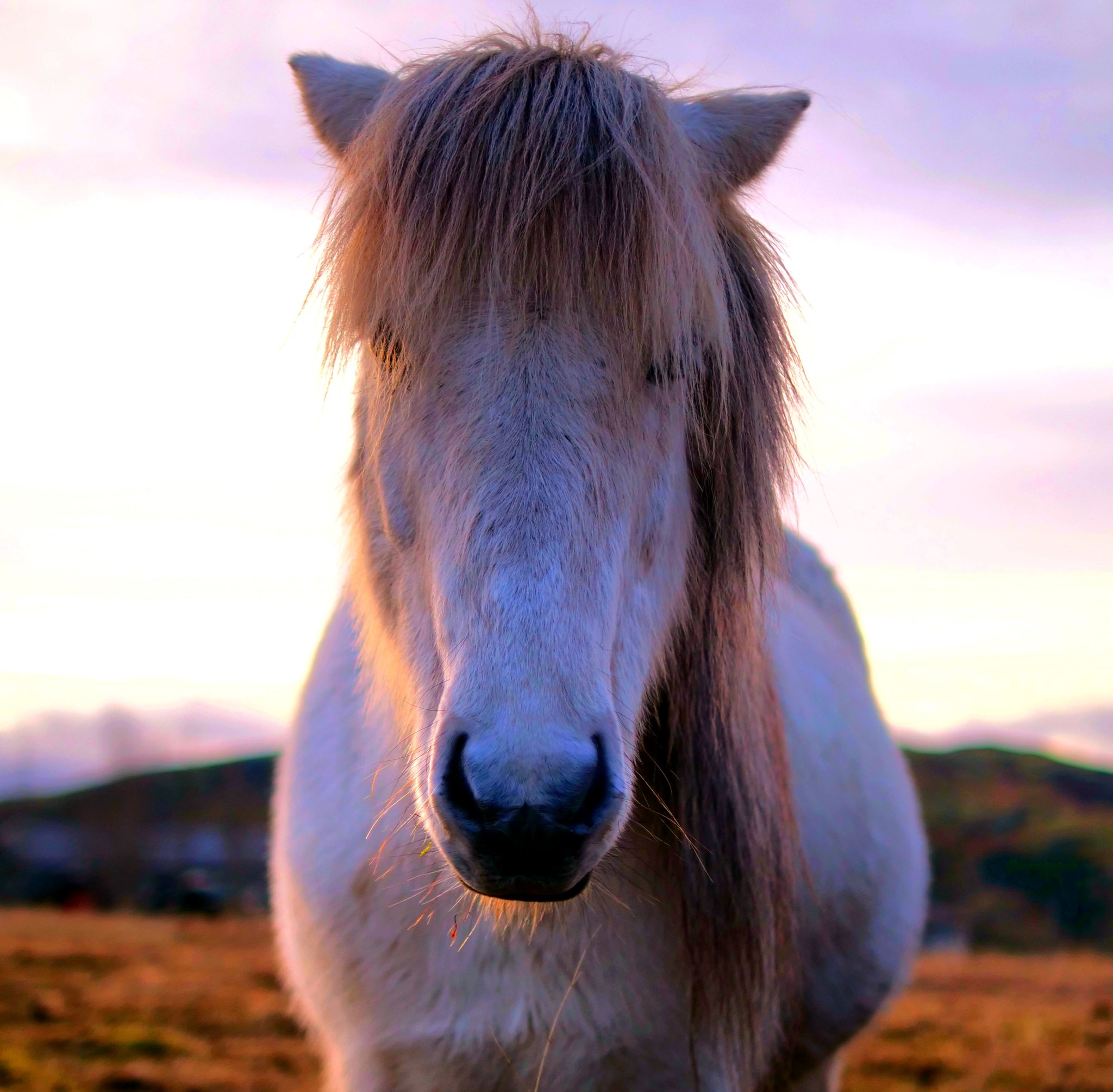 The Indomitable Icelandic Horse: A Photographic Journey