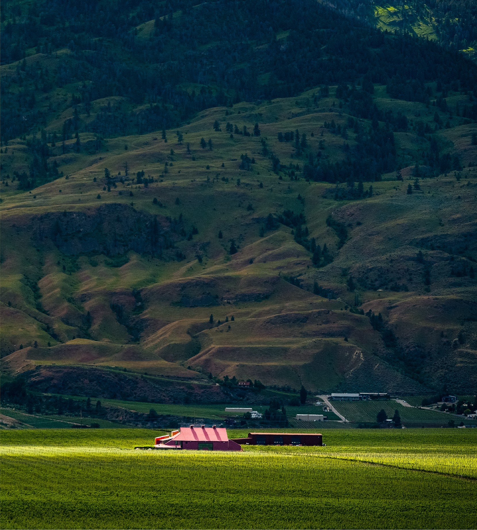 A Toast to Canadian Wine