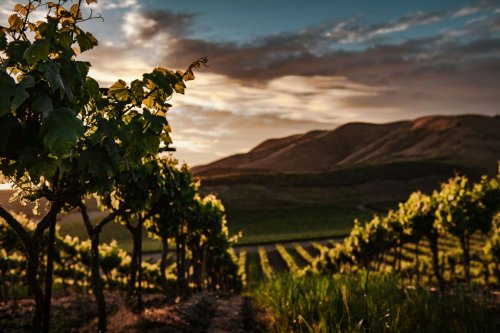 Meet the Mastermind Behind the Okanagan’s Philosophic Wine Brand