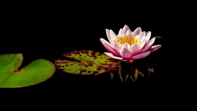 Shutter Notes: Water Lily, by Bob McCormac