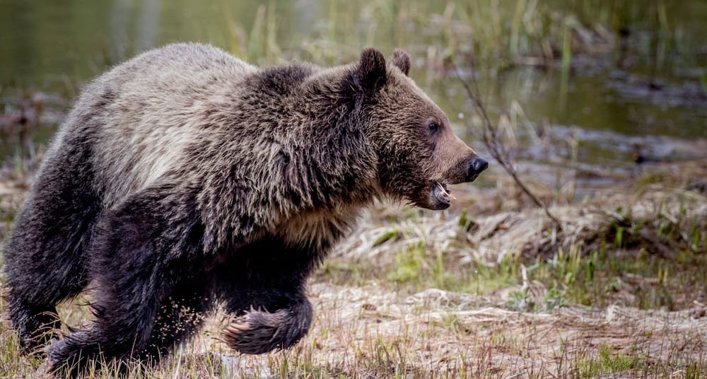 Woman charged by grizzly in Yellowstone could face year in prison for staying too close to bear and cubs
