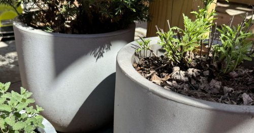 This $17 ‘Concrete’ Planter Is So Great I Bought 8 of Them