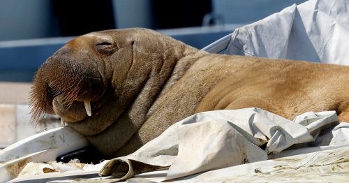 Freya the Walrus Was Too Good for This World