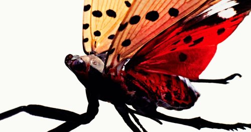 17 Seconds With a Spotted Lanternfly