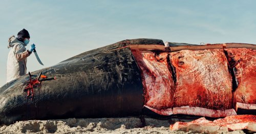 A Whale Beaches In The Rockaways | Flipboard