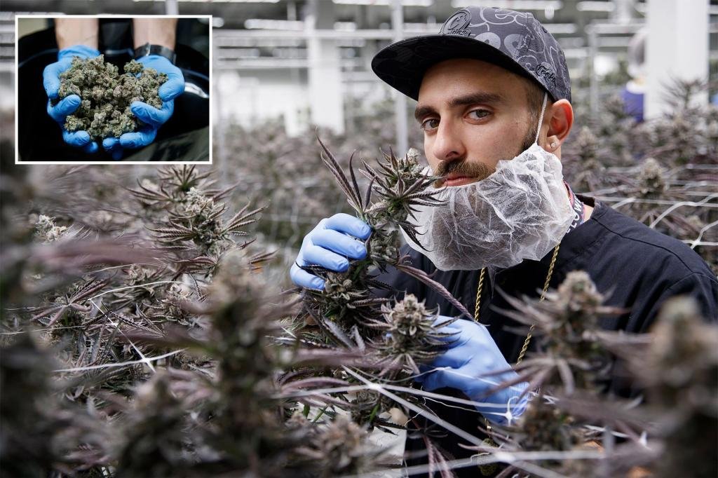 Weed out career opportunities in the booming cannabis industry
