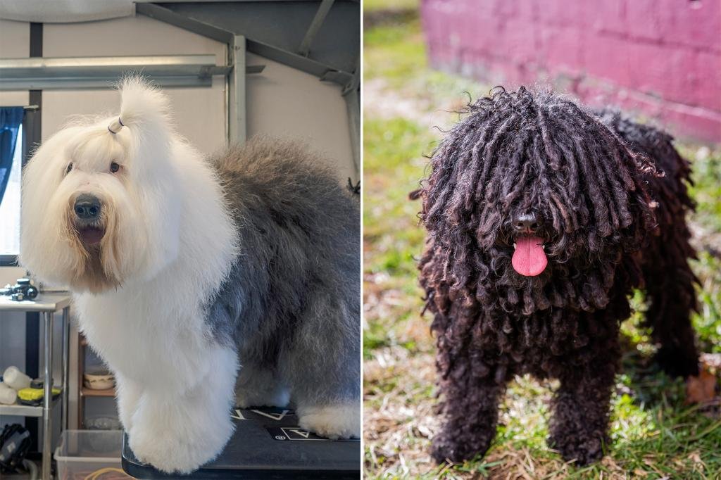 Diva dogs have crazy beauty routines before Westminster Dog Show