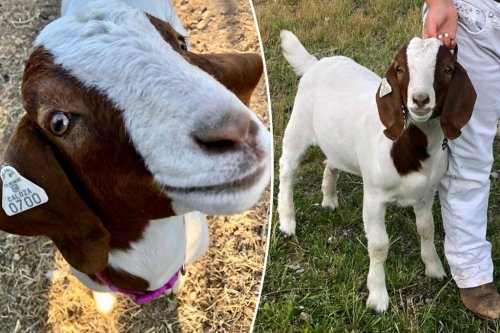 I gave my goat to the state fair and they barbecued it — now I’m suing
